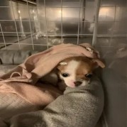 晚安yoyo哟助眠视频：温柔夜曲中的灵魂慰藉